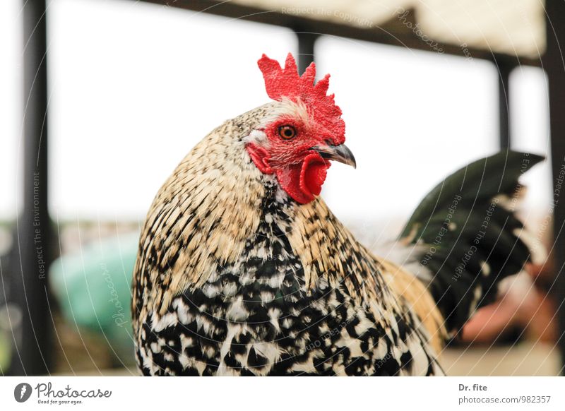 News from Uhlenbusch Farm Barn Animal Farm animal Bird Rooster gockel 1 Observe Looking Red Black White Contentment Serene Colour photo Close-up Copy Space left