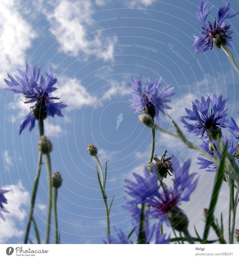 Blossoms and buds of cornflowers in front of blue sky with clouds Cornflower Flower Blossom leave Stalk Clouds White Field Roadside Summer July Blossoming Stand