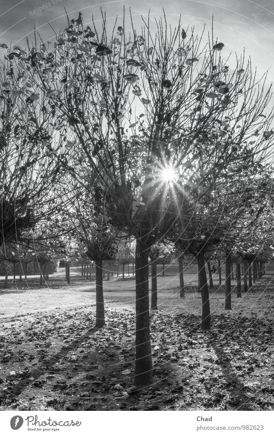 Alley Sunbeam Plant Sunlight Autumn Tree Park Relaxation Looking Hiking Gray Black White Serene Calm Transience Leaf Avenue Row rays Black & white photo