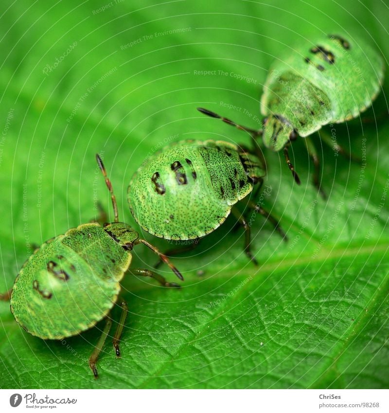 Larvae of the green stink bug 03 Green shieldbug Bug Insect Animal Northern Forest Macro (Extreme close-up) Close-up Summer palomena prasina