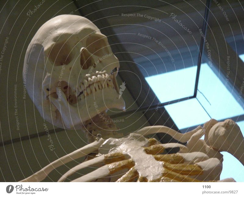 skeleton Skeleton Death's head