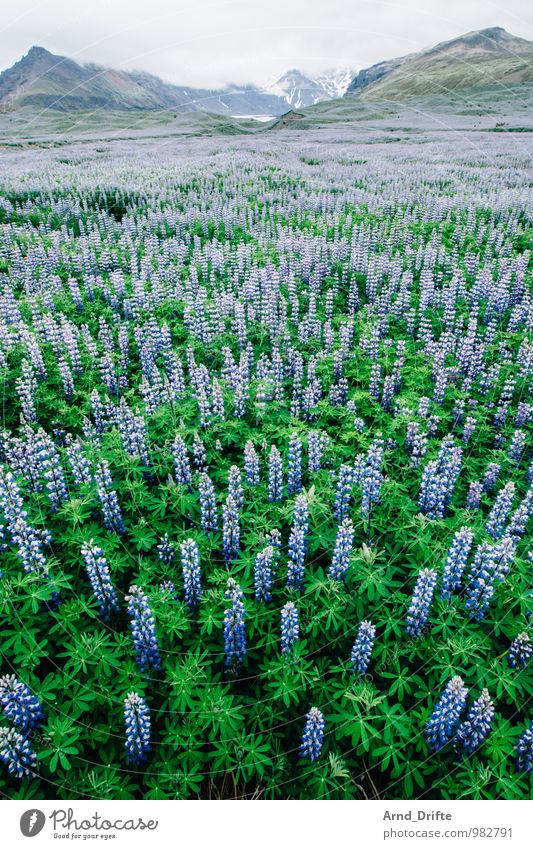 Lupinen Overdose (Iceland) Vacation & Travel Tourism Trip Adventure Far-off places Mountain Nature Landscape Plant Elements Sky Agricultural crop Lupine field