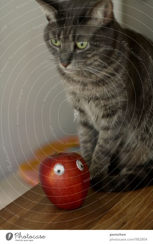 Cat with serious face sitting on a table. In front of her lies an apple with wobbly. Involuntary vegetarian apples Animal Pet 1 Sit Vegan diet personification