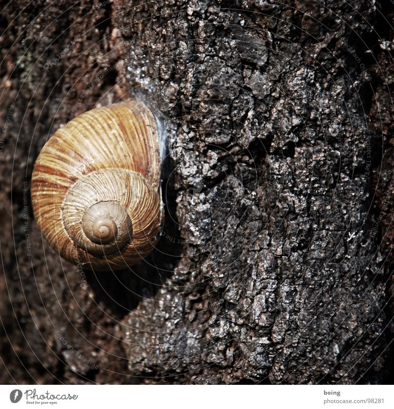 snail Snail Vineyard snail Snail shell 8 Summer break Tree bark Mollusk Environmental protection Protection Gastronomy Safety dry sleep helix creep away