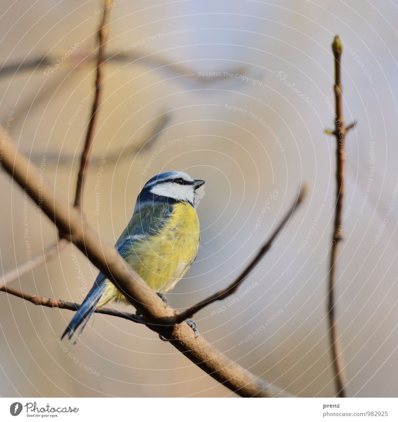 Blue Tit Environment Nature Animal Autumn Winter Beautiful weather Wild animal Bird 1 Yellow Tit mouse Colour photo Exterior shot Deserted Copy Space top Day