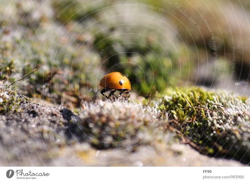 Up and down to happiness Environment Nature Landscape Plant Animal Autumn Moss Beetle 1 Happy Ladybird Insect Green Gray Brown Colour photo Exterior shot