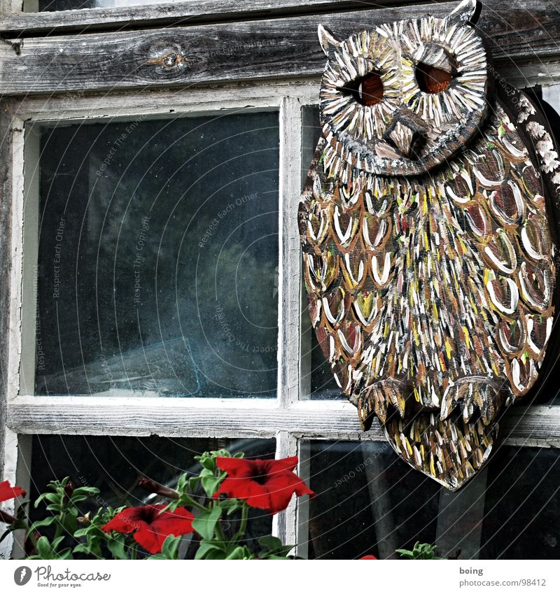 Owl with cat's eyes Window Window box Night sky Meteor Trust Bird of paradise cast an eye Living room oddball messenger of happiness unprepared