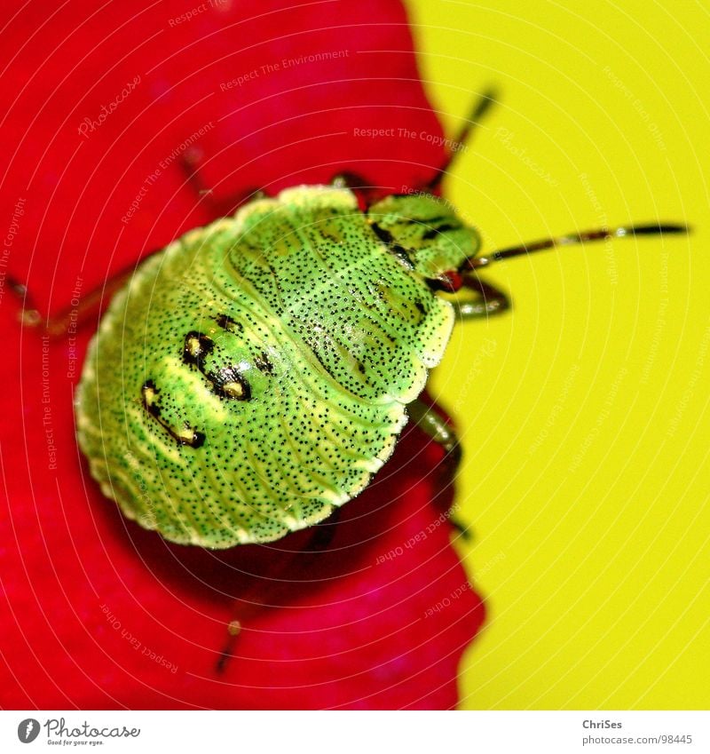 Larva of the green stink bug 01 Green shieldbug Bug Insect Red Yellow Hollyhock Blossom leave Animal Northern Forest Macro (Extreme close-up) Close-up Summer