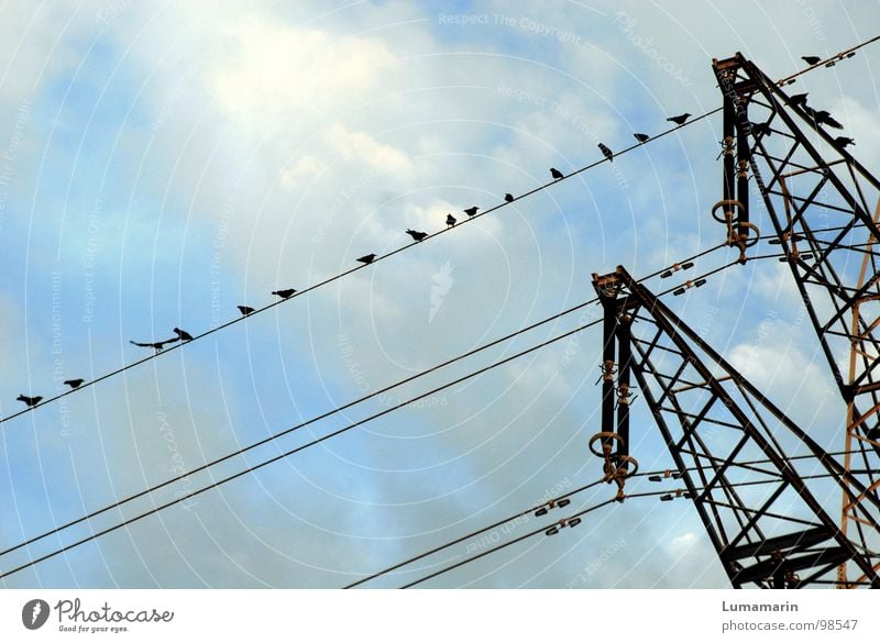 Like clockwork Electricity Electricity pylon Overhead line High-power current Steel Bird Crow Beaded Crouch Success Clouds Black White Industry Cable