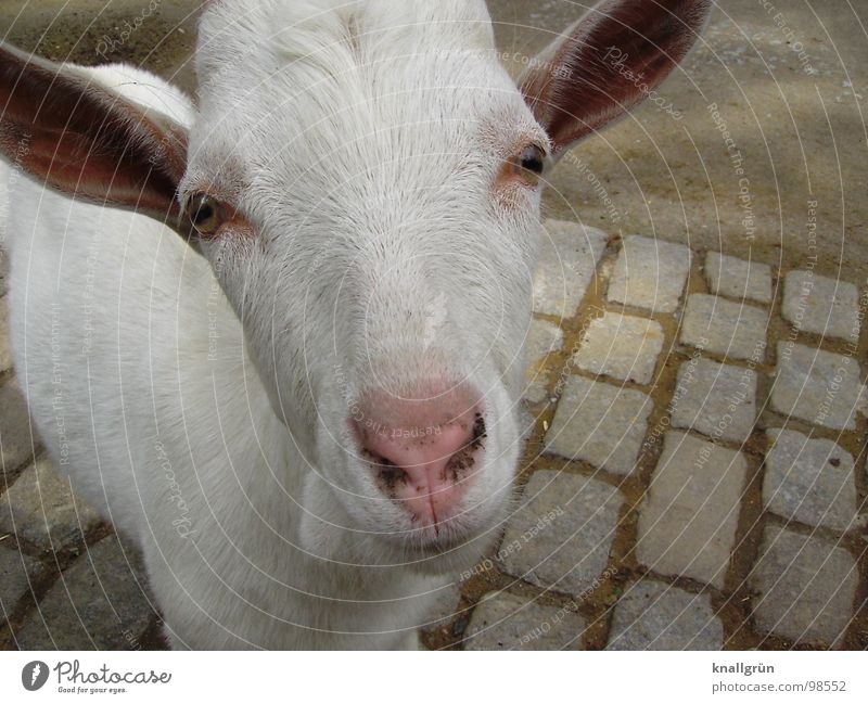Stroke me! White Goats Animal Zoo Longing Leisure and hobbies Petting zoo Pelt Beautiful weather Pink Cute Even-toed ungulate Joy Mammal Summer Eyes Nose Ears
