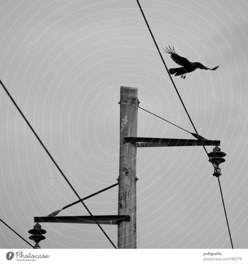 Bird and energy Crow Black White Gray Gloomy Electricity Electricity pylon Provision Wood Black & white photo Electrical equipment Technology Energy industry
