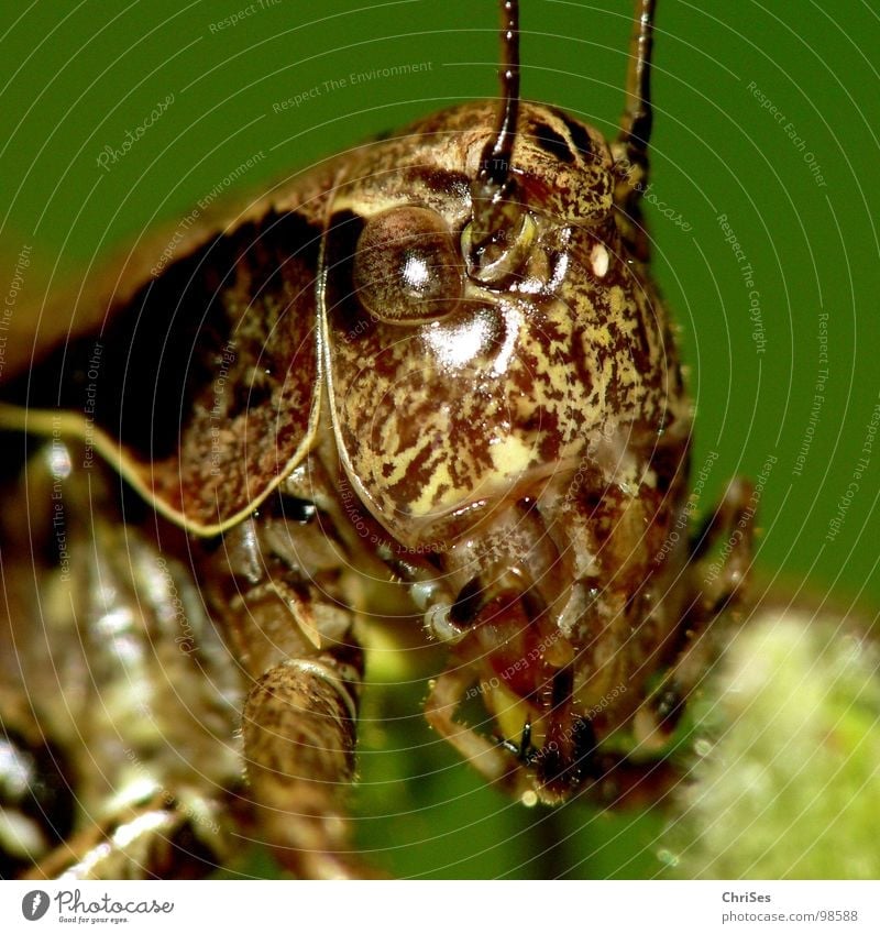 common_shrub insect Locust House cricket Green Brown Jump Feeler Summer Insect Animal Living thing Northern Forest Macro (Extreme close-up) Close-up