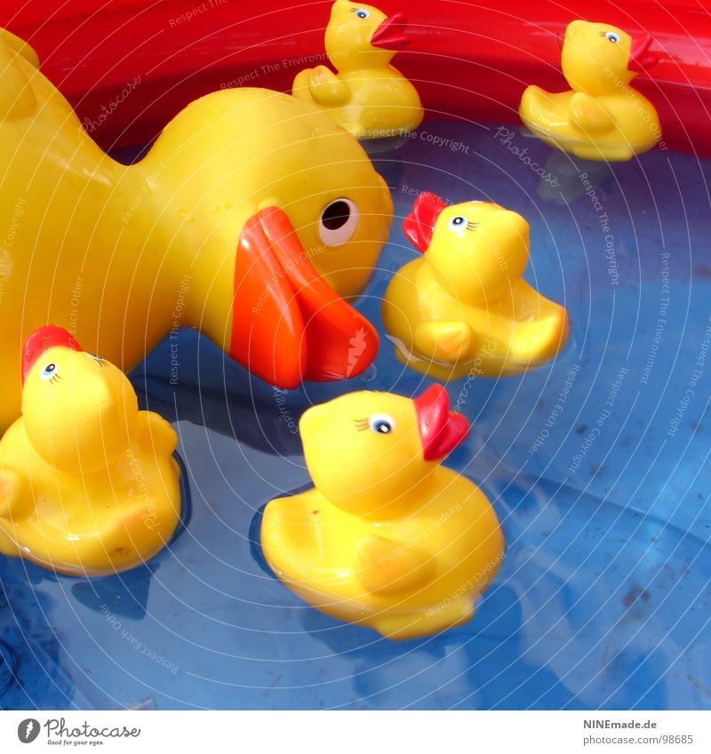 Duck good, all good. Yellow Red Black White Plastic Playing Assembly Swimming pool Duck family Square Karlsruhe Clean Leisure and hobbies Decoration Bird