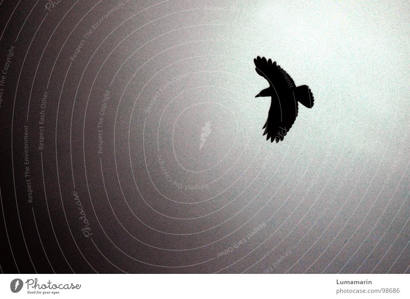 crow Animal Bird Raven birds Crow Glide Silhouette Back-light Dramatic Threaten Menacing Dark Eerie Exciting Dangerous Symbols and metaphors Fairy tale