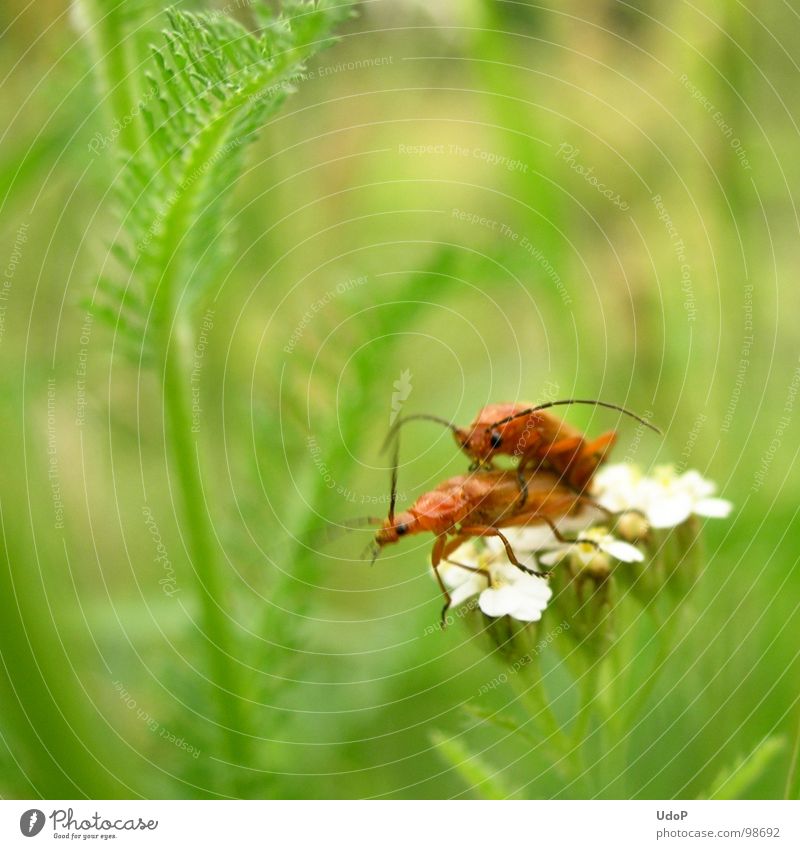 The love life of the red-yellow soft beetles (hold still) Green Red Yellow White Blossom 2 Blur Depth of field Motion blur Meadow Macro (Extreme close-up)