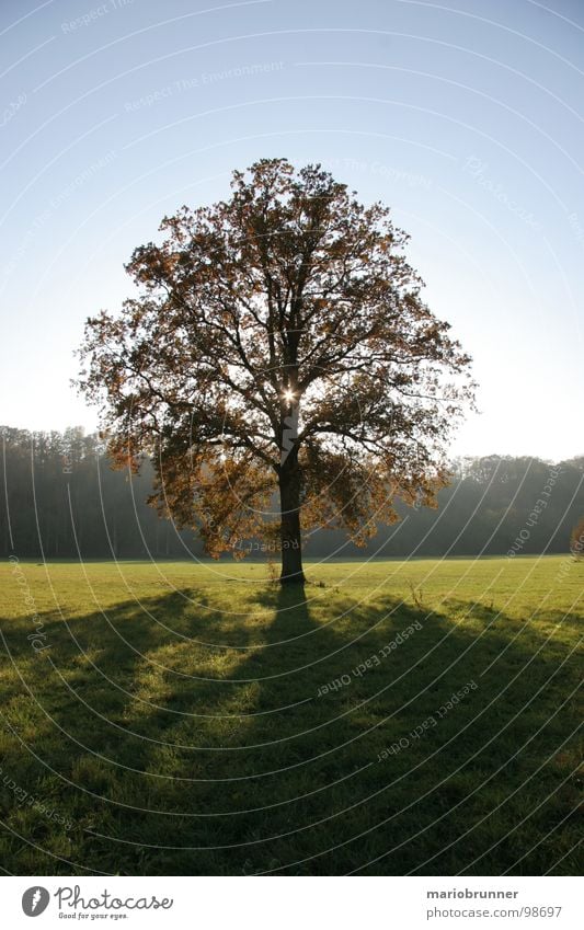 pretty lonely Tree Meadow Deciduous tree Loneliness Light Treetop Oak tree Autumn Shadow Sun Blue sky loner