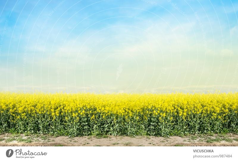 flowering rape field and blue sky Design Nature Landscape Plant Sky Horizon Spring Summer Beautiful weather Meadow Field Canola Canola field