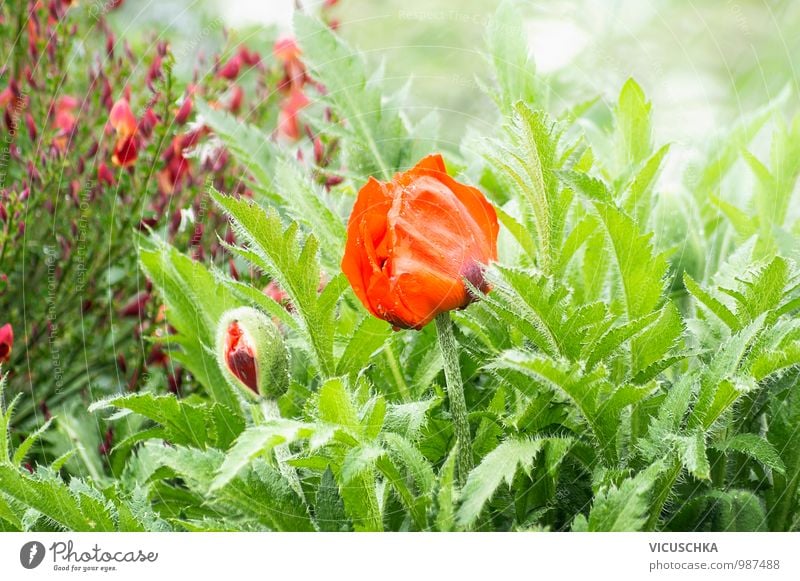 Flowering red poppy in the garden Design Garden Environment Nature Plant Spring Summer Beautiful weather Park Meadow Field Poppy Poppy blossom Leaf