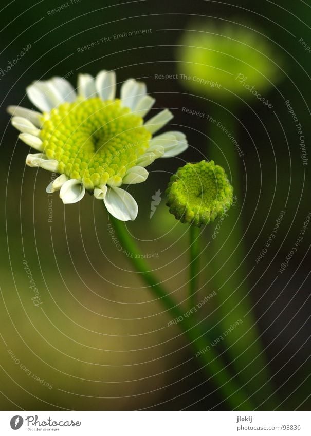 flower fleece Flower Blossom Blossom leave Growth Plant Yellow White Basket Stalk Dark Blur 3 Spring Seasons Marguerite Meadow Grass Branched Lamp Nature