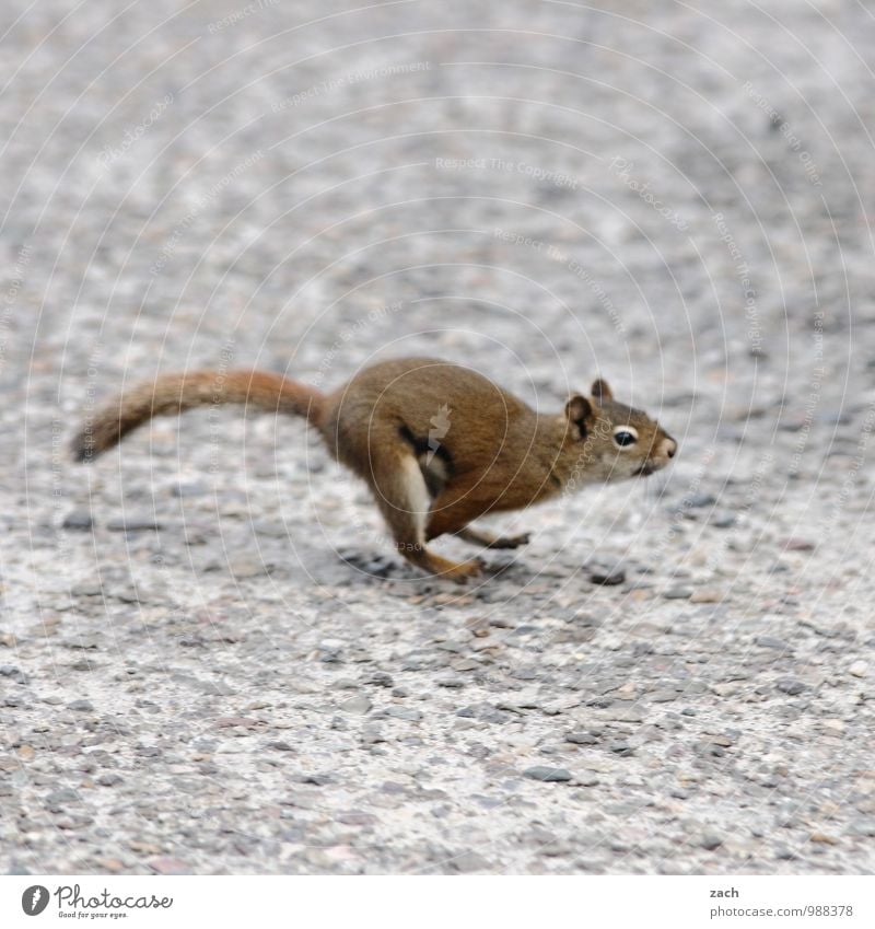 no big jumps Street Animal Wild animal Animal face Pelt Squirrel 1 Running Esthetic Cute Athletic Brown Gray Walking Flee Escape Jump Gallop Rodent Tails Speed