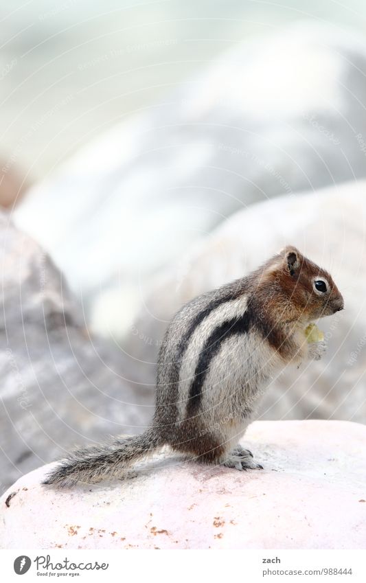 kipper Colour photo Exterior shot Deserted Copy Space top Day Far-off places Animal Wild animal Animal face Pelt Claw Paw Tails Eastern American Chipmunk