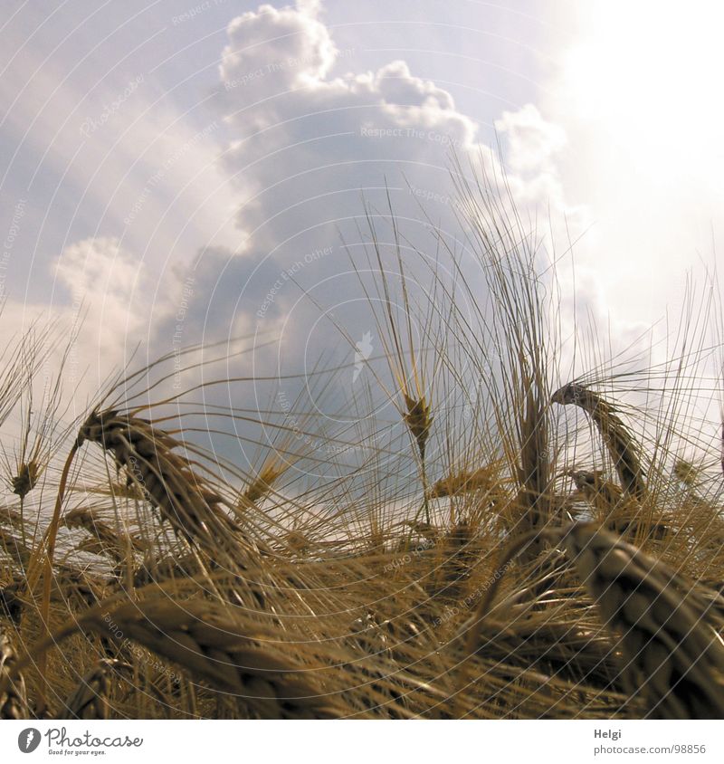 ears of barley in a cornfield in front of a grey sky with thick clouds Clouds Raincloud Light Barley Ear of corn Cornfield Sowing Field Agriculture Yellow White