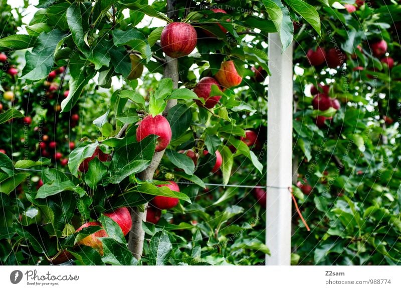 Delicious apples Fruit Apple Environment Nature Landscape Summer Beautiful weather Plant Tree Sustainability Natural Green Red Healthy Idyll