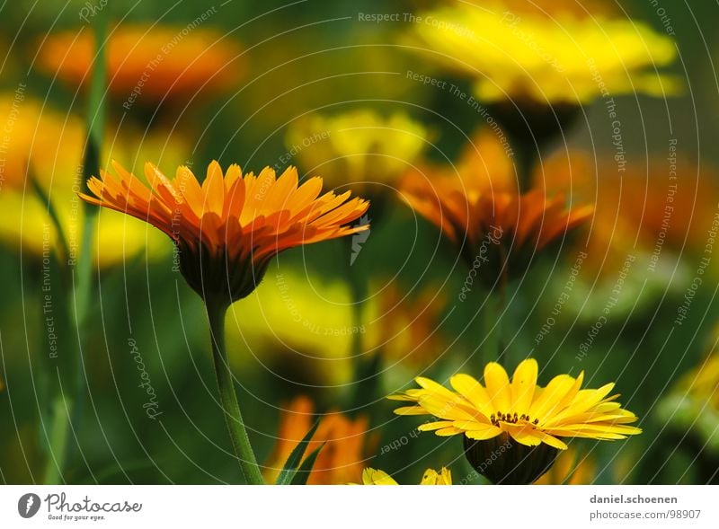 marigolds Marigold Yellow Green Medicinal plant Cosmetics Blossom Flower Ecological Summer Macro (Extreme close-up) Close-up Orange Nature homeopathy Garden