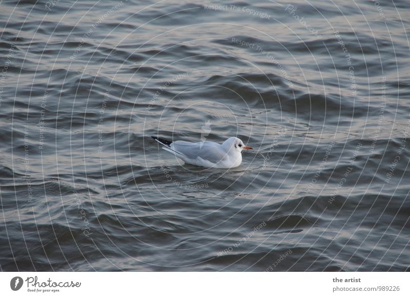 Seagull floats Water Animal Gull birds Swimming & Bathing Center point Colour photo Exterior shot