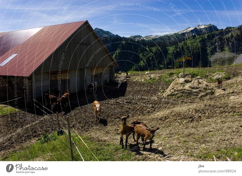 uf de Alpe oobe ischs nes Herrlechs lääbe! Mountain Alpine pasture Steep Meadow Grass Fir tree Barn Remote Beautiful Goats Calf Hiking Footpath Roof Rear side