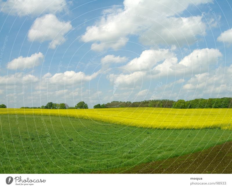 rapsfeld Spring Summer Green White Yellow Brown Light blue Tree Forest Meadow Field Horizon Hill Clouds Agriculture Seasons Canola Sky Blue Earth