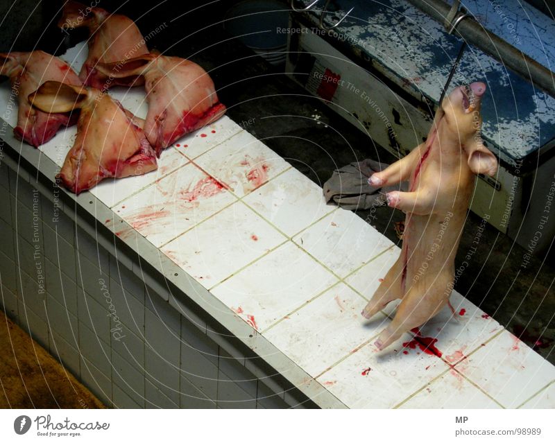 cold grey Swine Piglet Brutal Pig head Slaughterhouse Cold Animal protection Meat Pork Sow Farm Agriculture Country life Intensive stock rearing Torture Stupid