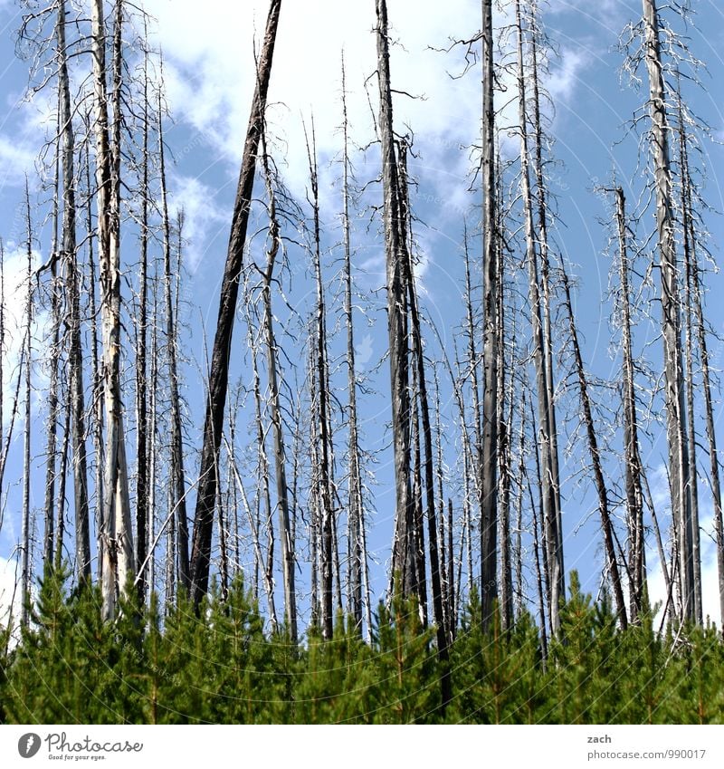 burnt Nature Fire Sky Clouds Summer Autumn Beautiful weather Drought Plant Tree Forest Forest death Coniferous trees Coniferous forest Virgin forest To dry up