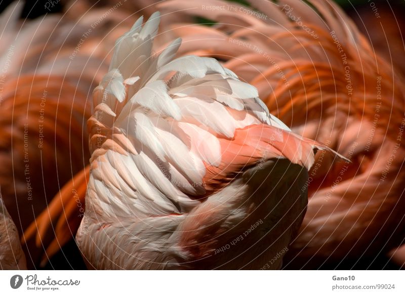 featherflatterfluffy foam Flamingo Bird Zoo Animal Delicate Easy Pink Berlin zoo Africa Feather Orange Multicoloured Nature Wing Flock Elegant Legs