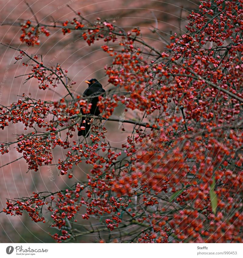 a blackbird and her berries - all mine! Blackbird blackbird male Bird birdwatching red berries Rawanberry Domestic Winter activities native shrub Common spindle