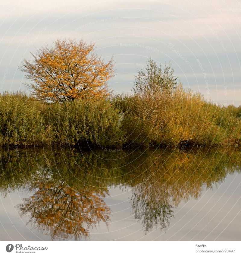 Silence and peaceful atmosphere on the lakeshore in autumn silent Calm Peaceful Relaxation Water reflection Surface of water Bushes deciduous trees Autumn trees