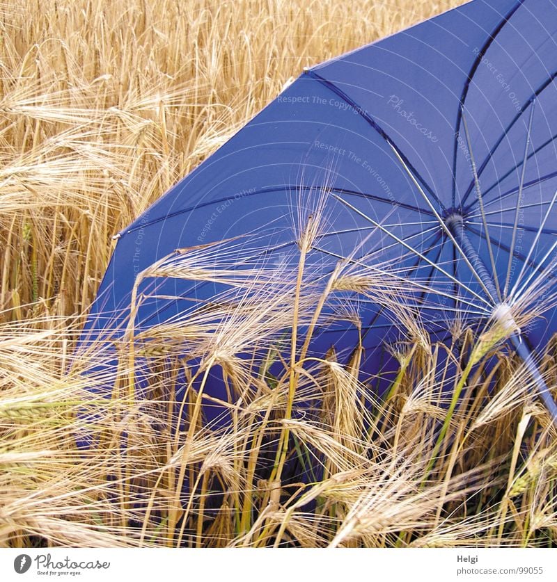 Blue umbrella lies in a cornfield with ripe barley Barley Sowing Seeds Blade of grass Stalk Field Agriculture Umbrella Shielded Door handle Rod Cloth Storm Wet