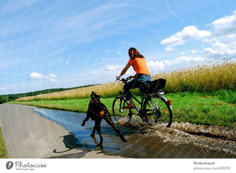 joie de vivre. Grain Joy Summer Bicycle Woman Adults Animal Water Sky Clouds Field Street Dog Driving Funny Wet Blue Doberman Puddle Short exposure