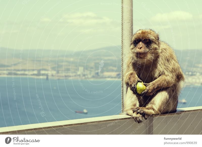 No, it's noon now! Summer Monkeys Barbary ape To hold on Sit Love of animals Pear Lunch Gibraltar Wild animal Pet Pelt Ocean Vantage point Think Mammal