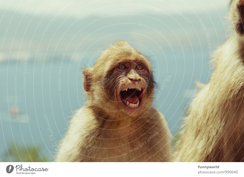 Aaaaah! I'm freaking out! Face Animal Pelt Monkeys Barbary ape Fight Laughter Scream Romp Aggression Brash Funny Rebellious Crazy Anger Aggravation Grouchy