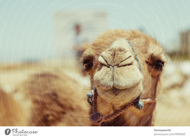 Naaaaaaaaaaa.... Animal Pet Farm animal Animal face Camel Head of a camel Observe Desert Hot Bridle Nose Eyes Patient Laughter Impish Modest Beautiful Cute