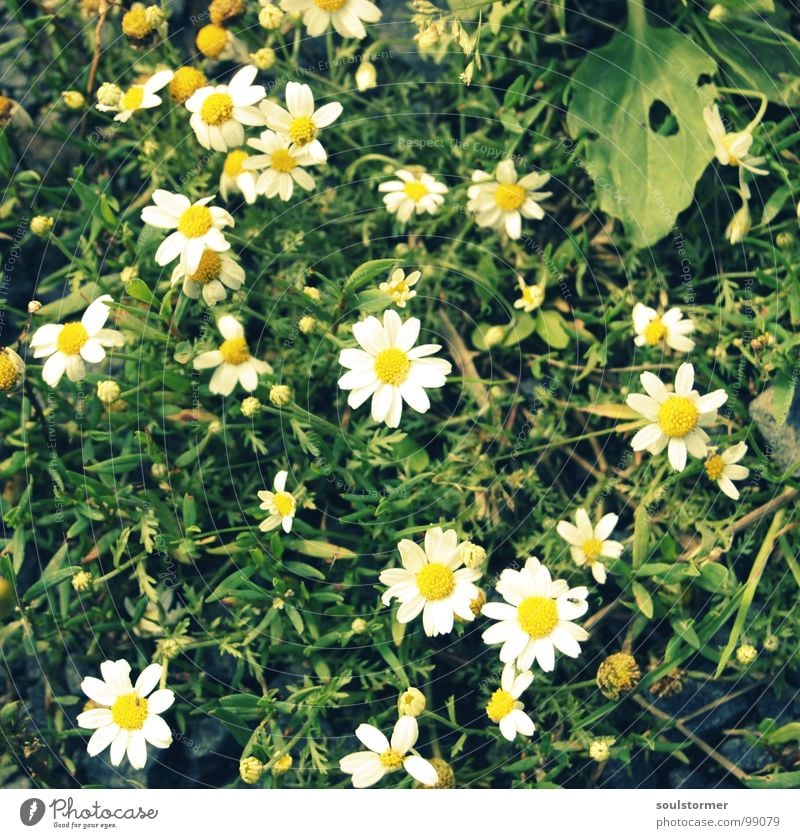 Daisies - what else? Daisy Flower Meadow Blossom Yellow White Green Puberty Grass Middle Relaxation Beautiful Rip Macro (Extreme close-up) Close-up Plant Nature