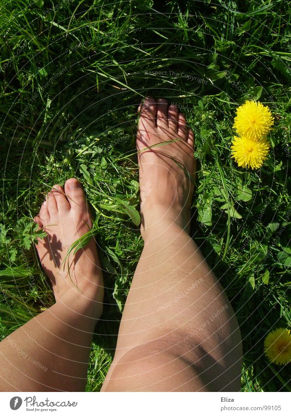 Bare legs in the green meadow with dandelion in summer lowen tooth Yellow Summer Legs spring flowers Plant bleed To enjoy Relaxation Meadow Grass Barefoot