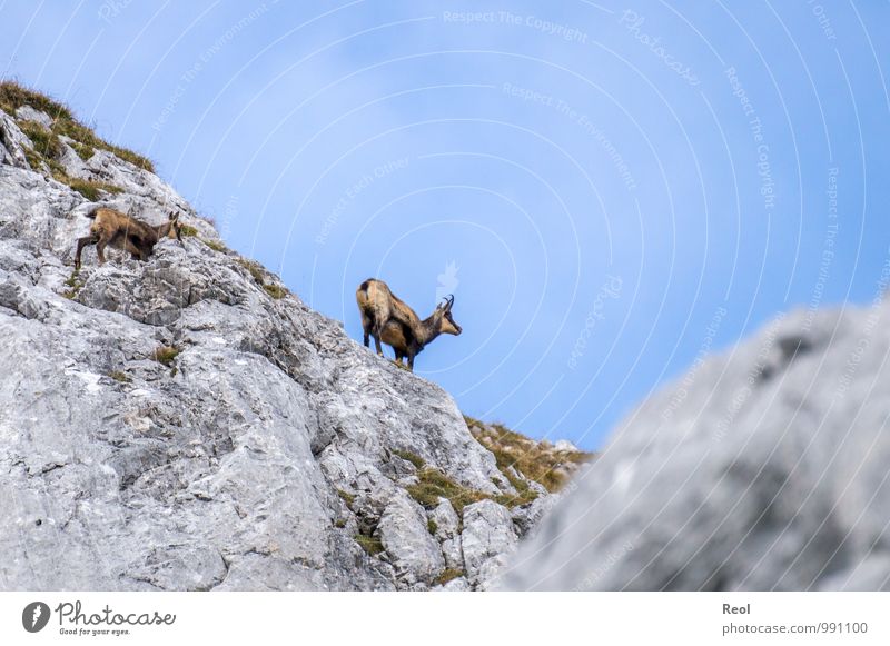 chamois Climbing Mountain Hiking Discover Observe Nature Earth Clouds Beautiful weather Grass Alps Zugspitze Rock Chamois 2 Animal Group of animals Herd