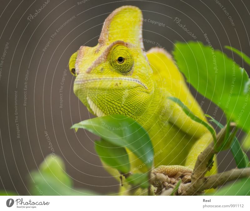 chameleon Zoo Plant Branch Leaf Animal Wild animal Animal face Chameleon 1 Observe Crouch Exotic Life Indifferent Yellow Green Brown Calm Watchfulness Captured