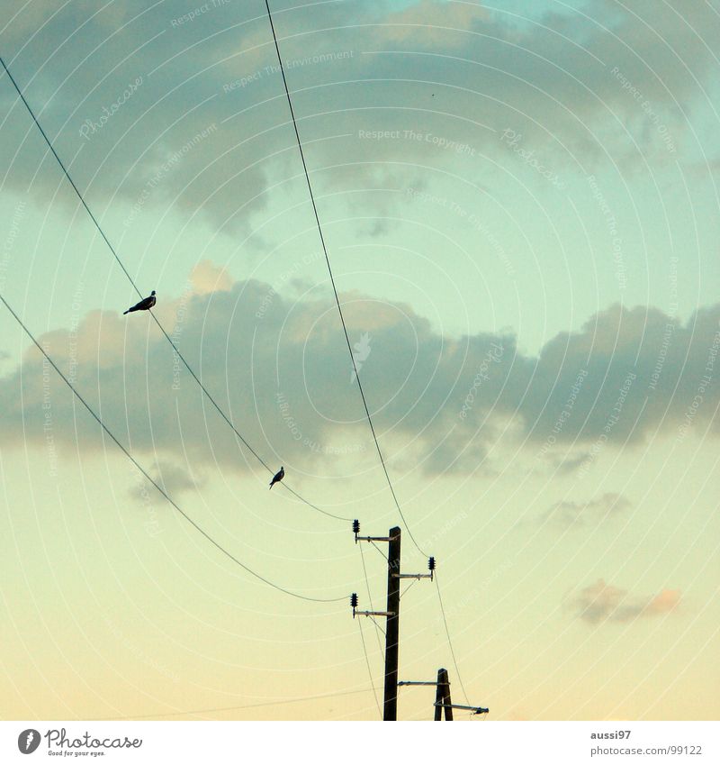 attempted rapprochement Electricity Cable Together Overhead line Bird Clouds Flirt Electrical equipment Technology Peace power supply Energy industry Connection