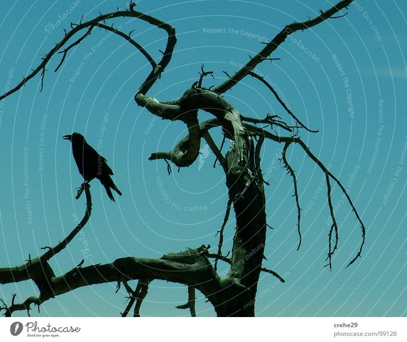 crehe2 Bushes Tree Blue-green Green Black Disaster Bird Fairy tale crow creep Twig Branch Sky raven