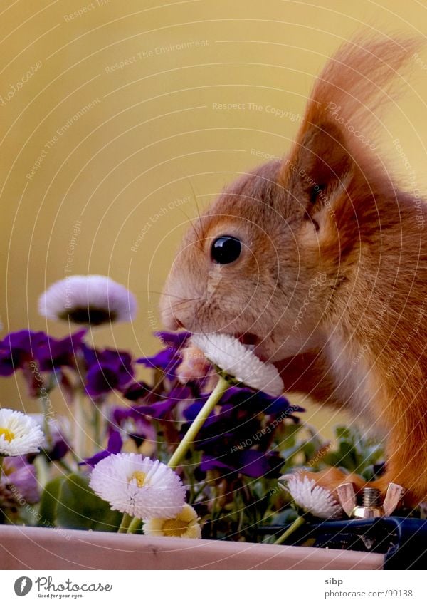 Enjoy your meal... Squirrel Sweet Cute Brave Comical Nutrition Flower Daisy Sense of taste Mammal Voracious Appetite Bite