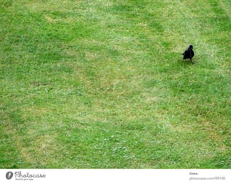 Groundkeeper (powered by akai) Looking Meadow Bird To feed Green Loneliness Concentrate Jackdaw Blade of grass Advance party Search Lawn Where are the others?