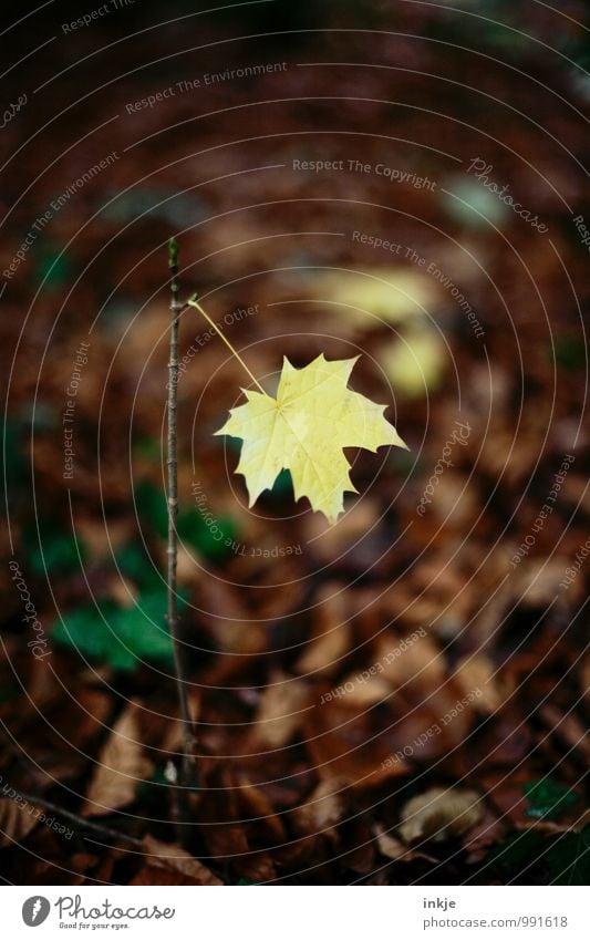 one last Nature Autumn Leaf Maple leaf Maple tree Maple branch Forest Woodground Hang Simple Brown Yellow Loneliness Uniqueness Change Limp Individual